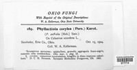 Phyllactinia guttata image